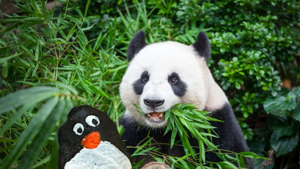 #366 – Chongging Zoo, Chongging, China