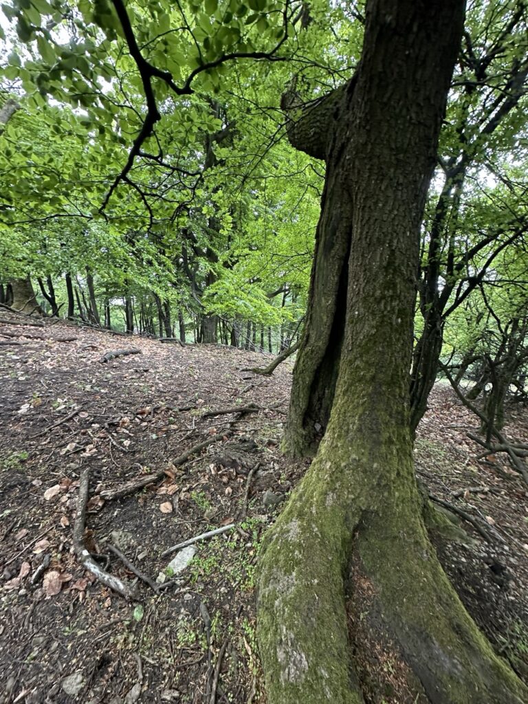 #494 – Tree, Little Carpathians, Slovakia