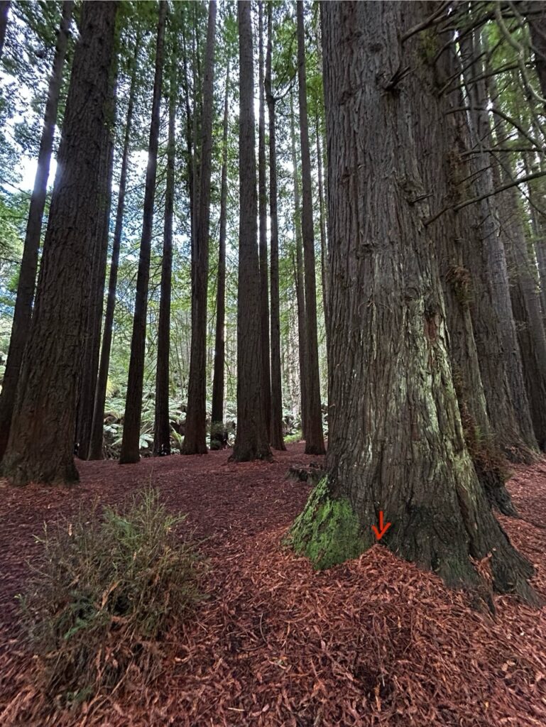#565 – The Redwoods Otways, Victoria, Australia