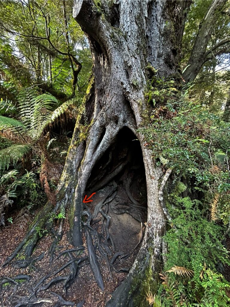 #625 – Maits Rest Rainforest Walk, Victoria, Australia 
