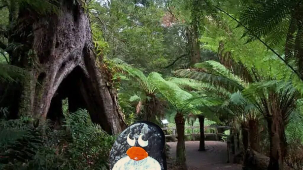 #625 – Maits Rest Rainforest Walk, Victoria, Australia 