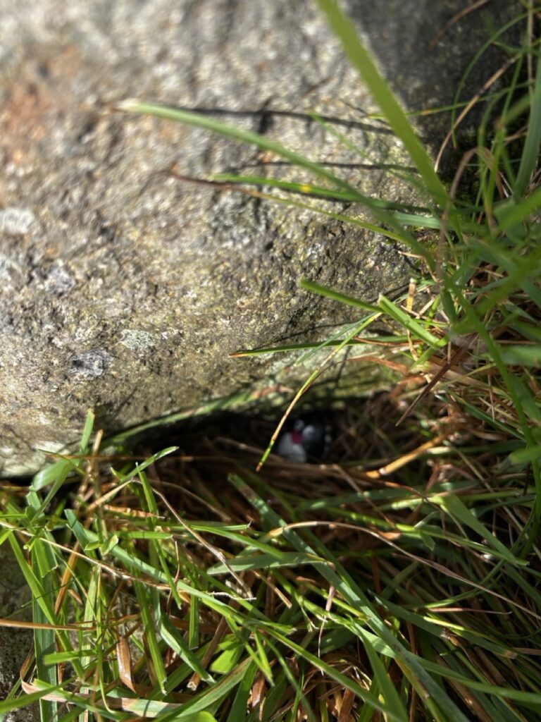 #420 – Rock, Kirkjubøur, Faroe Islands