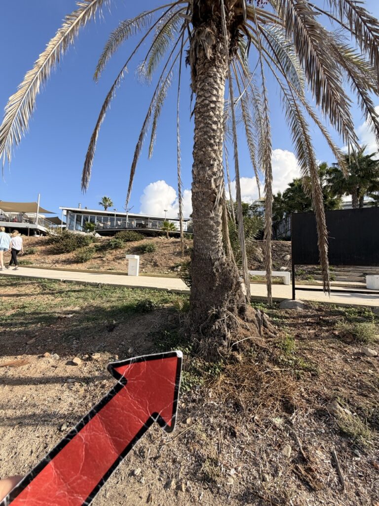 #712 – Palm Tree, Paphos, Cyprus 