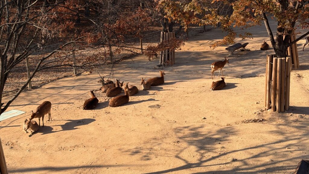 #716 – Deer Enclosure, Seoul, South Korea