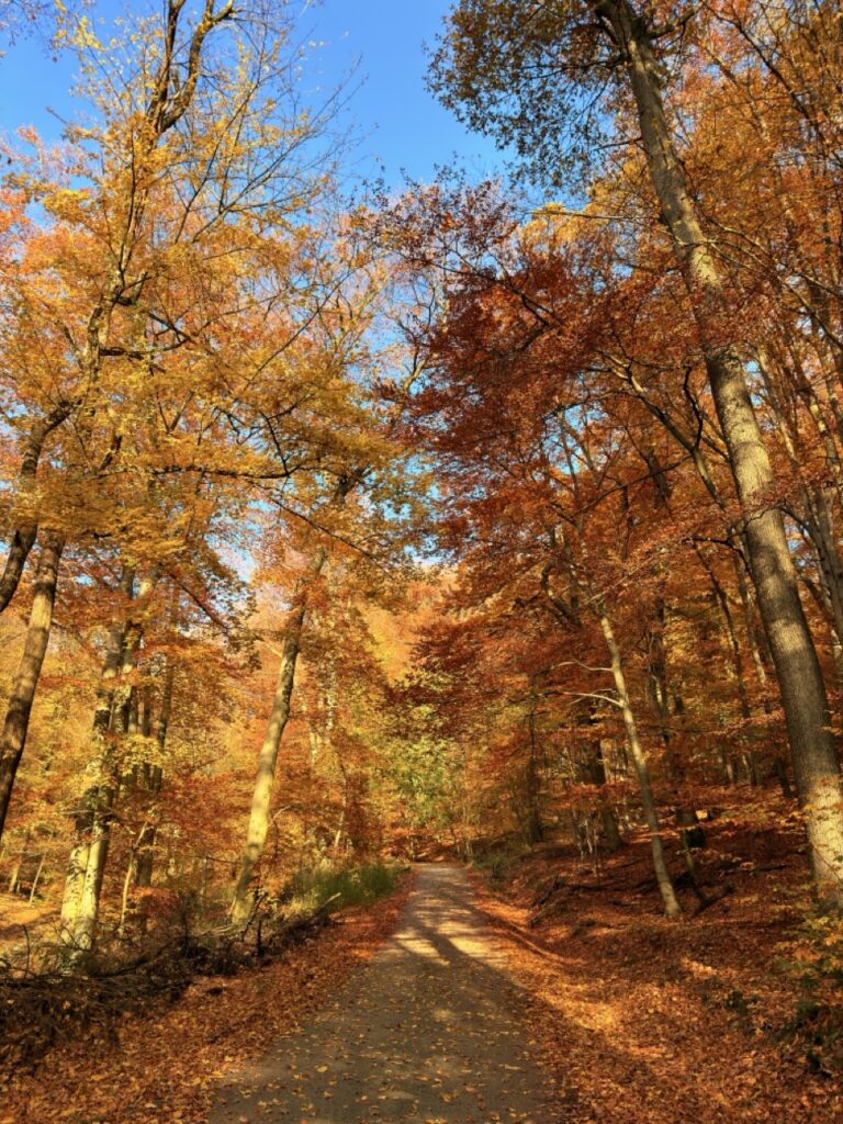 #859 – Tree on Trail, The Little Carpathians, Slovakia