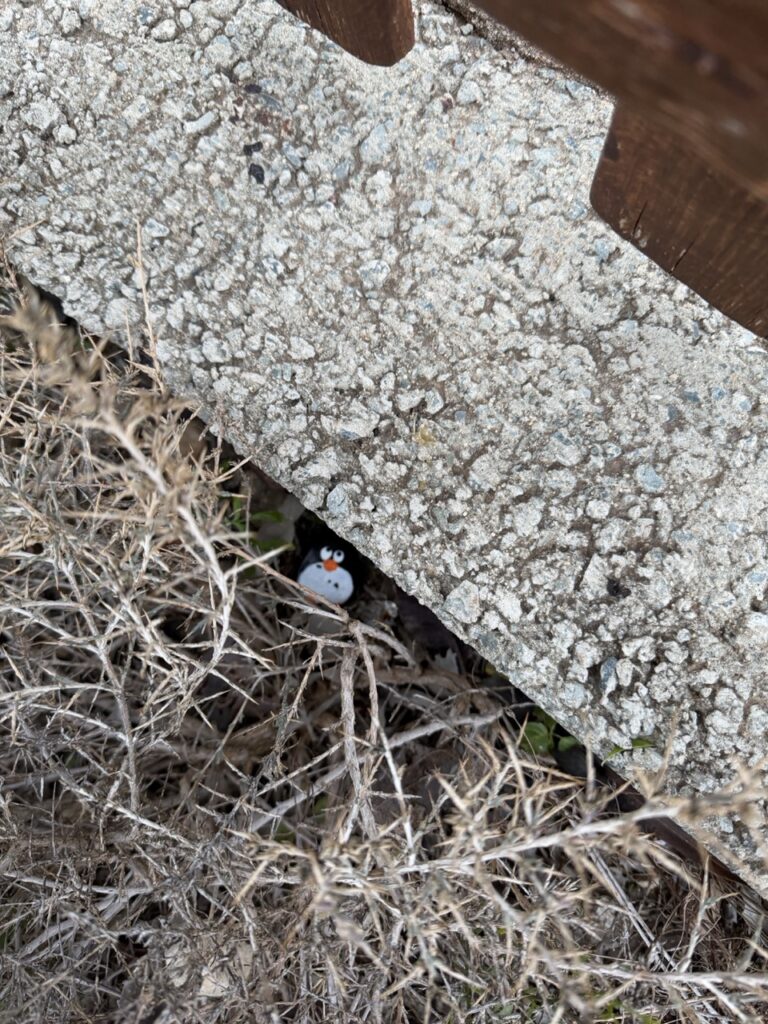 #855 – Wooden fence at Aphrodite Picknic Site, Cyprus