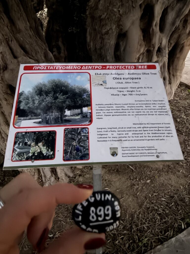 #899 – Ancient Olive Tree of Avdimou, Avdimou, Cyprus