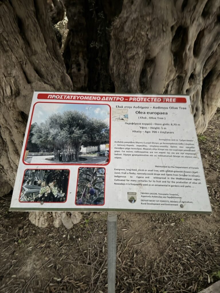 #899 – Ancient Olive Tree of Avdimou, Avdimou, Cyprus