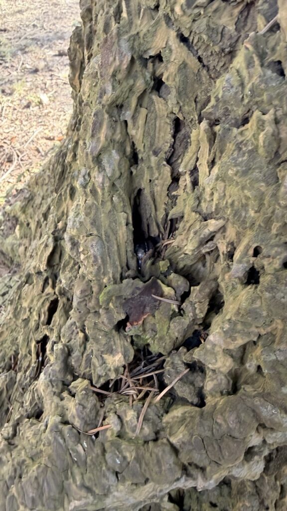 #804 – Tree trunk in a small park, Krynica, Poland