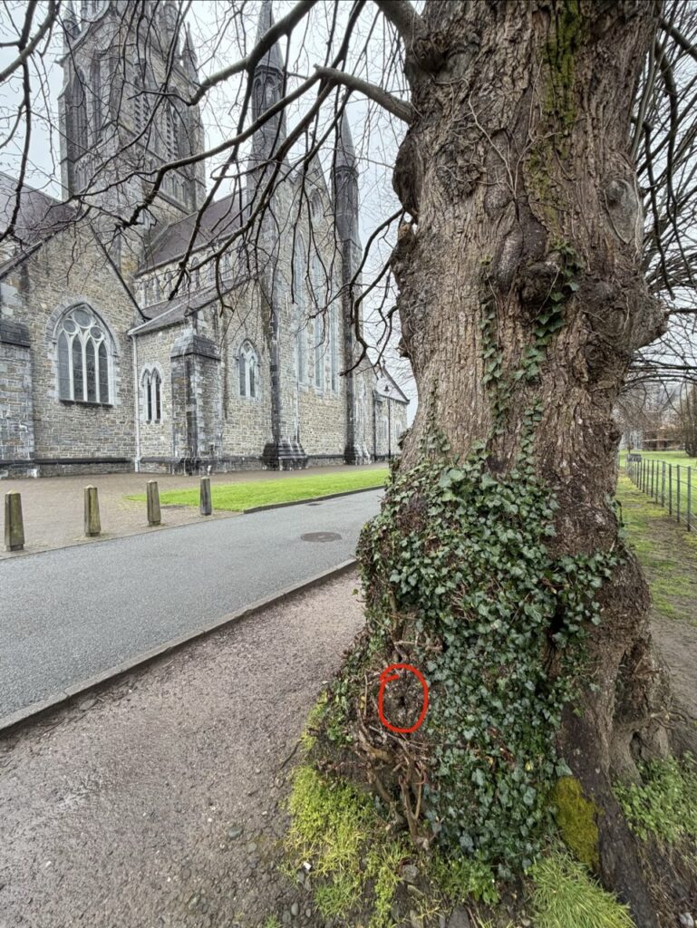 #1054 – St. Mary’s Cathedral, Killarney, Ireland