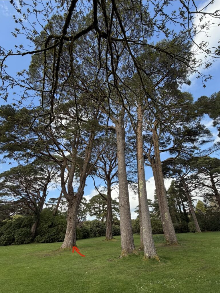 #1057 – Muckross Gardens, Killarney, Ireland