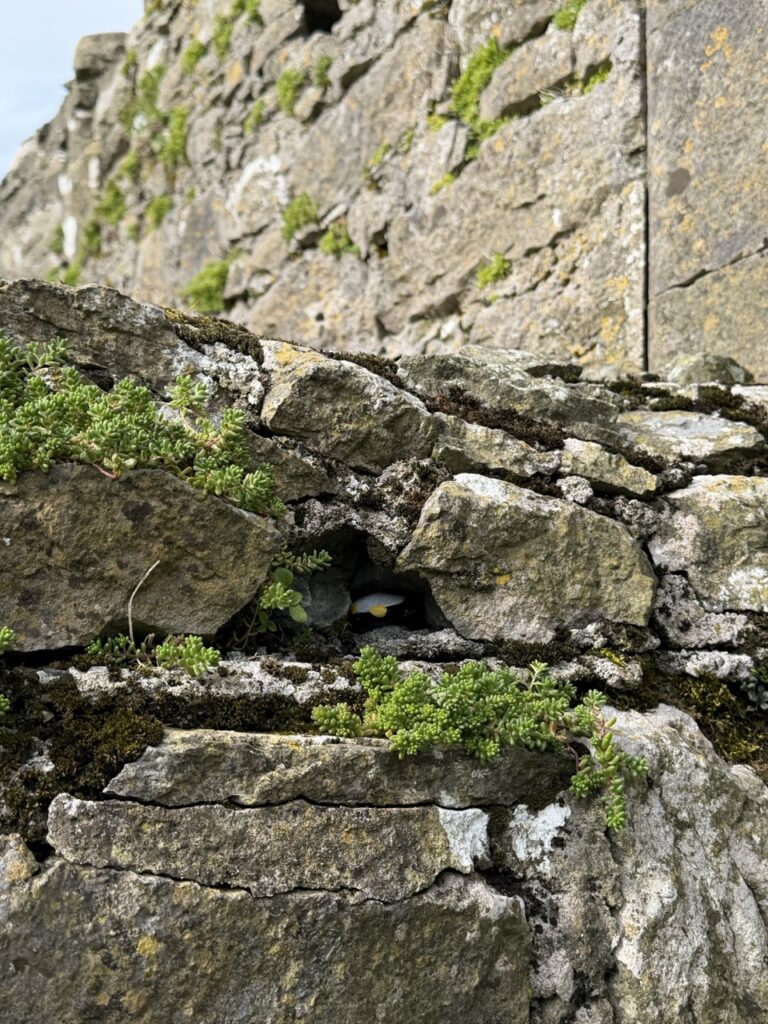 #1081 – Dunguaire Castle, Kinvarra, Ireland