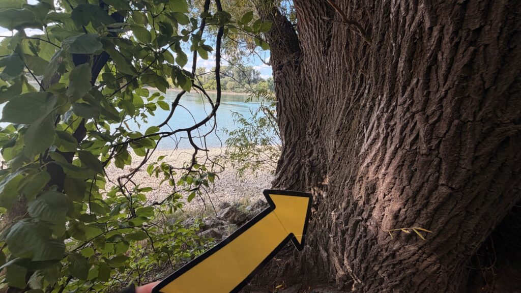 #1275 – Dunaj Beach Tree, Bratislava