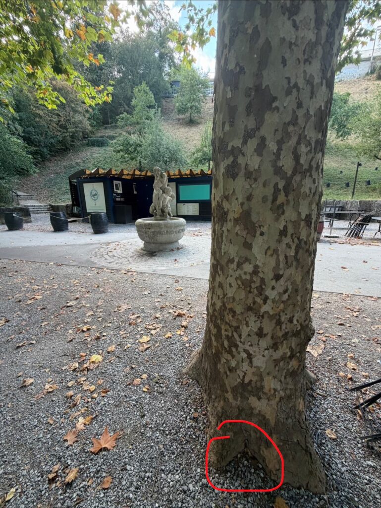 Hand-painted penguin stone #1165 hidden at Limmat Promenade, Baden, Switzerland (photo 5 of 5)