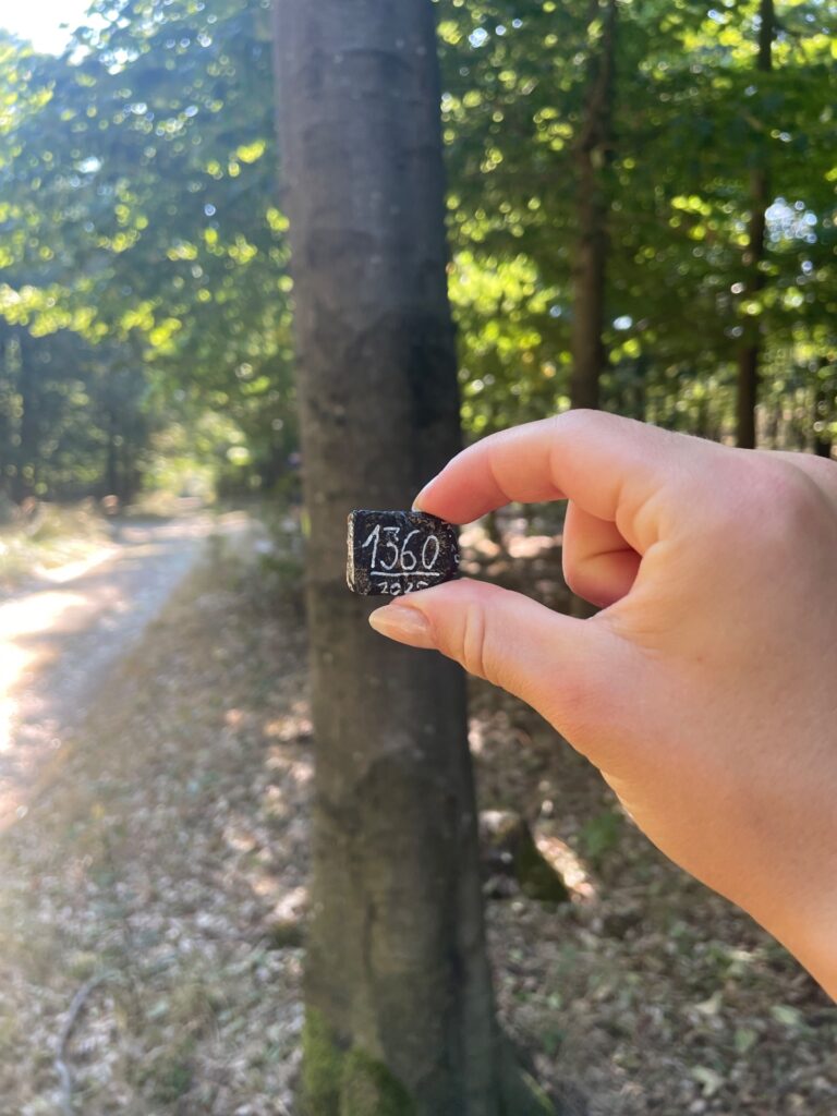 Hand-painted penguin stone #1360 hidden at Tree Trunk, Little Carpathians, Slovakia (photo 3 of 3)