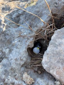 Hand-painted penguin stone #92 hidden at Acropolis of Rhodes, Rhodes, Greece