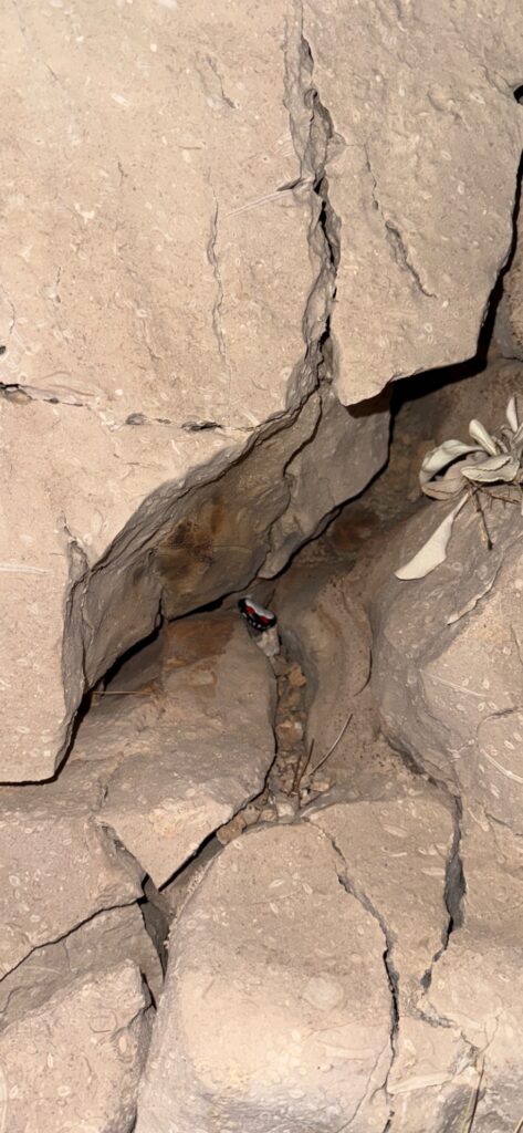 Hand-painted penguin stone #969 hidden at Rocks Underneath Statue, Makarska, Croatia (photo 3 of 4)