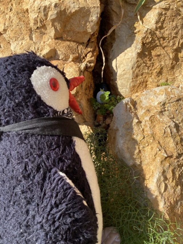 Hand-painted penguin stone #1 hidden at Neptune's Cave, Sardinia, Italy (photo 5 of 5)