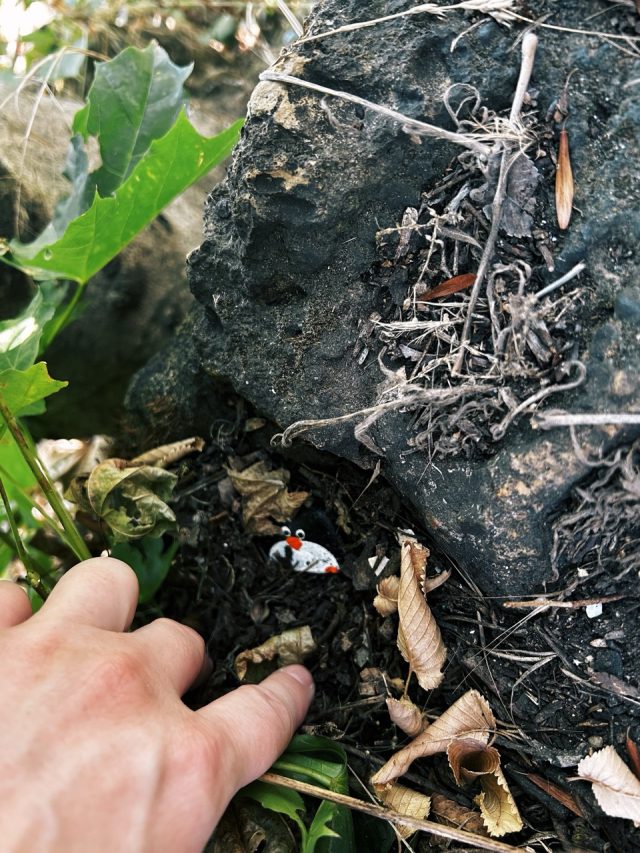 Hand-painted penguin stone #10 hidden at Gellert Hill, Budapest, Hungary (photo 4 of 5)
