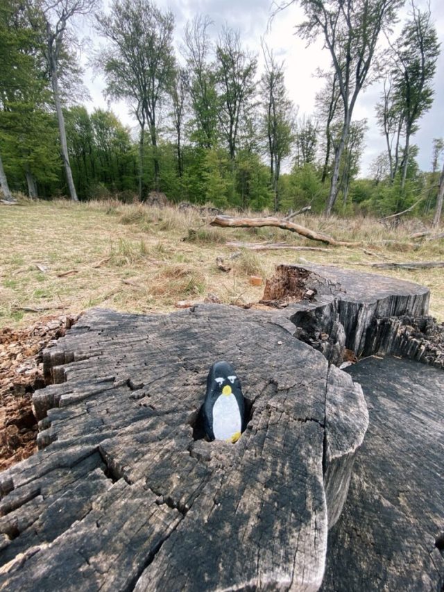 Hand-painted penguin stone #11 hidden at Vydrica, The Little Carpathians, Slovakia (photo 5 of 5)