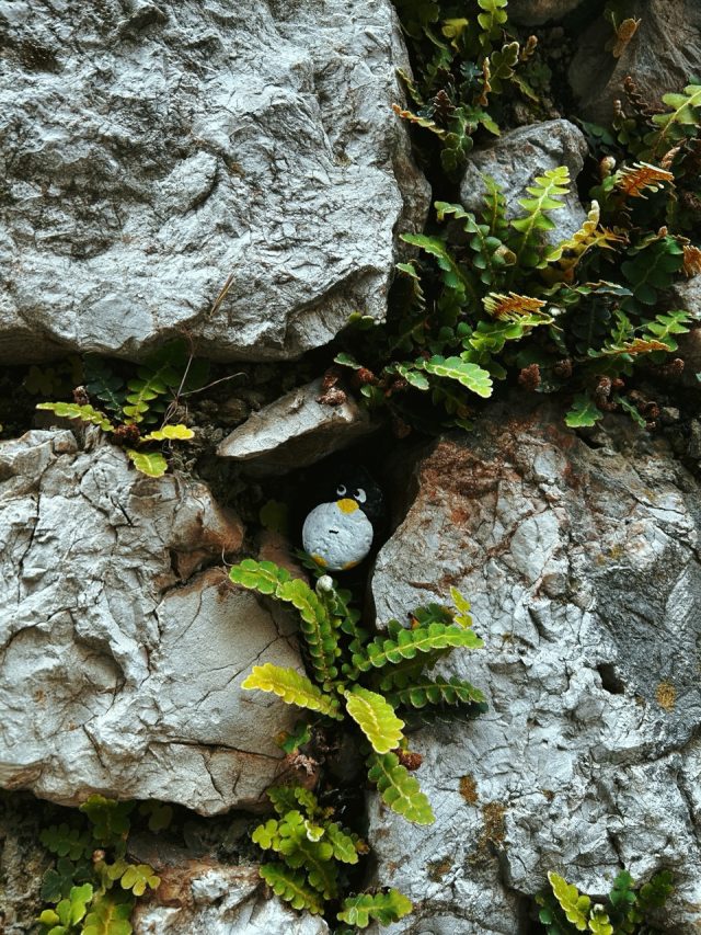Hand-painted penguin stone #113 hidden at Stone Wall, Vrbnik, Croatia (photo 3 of 5)
