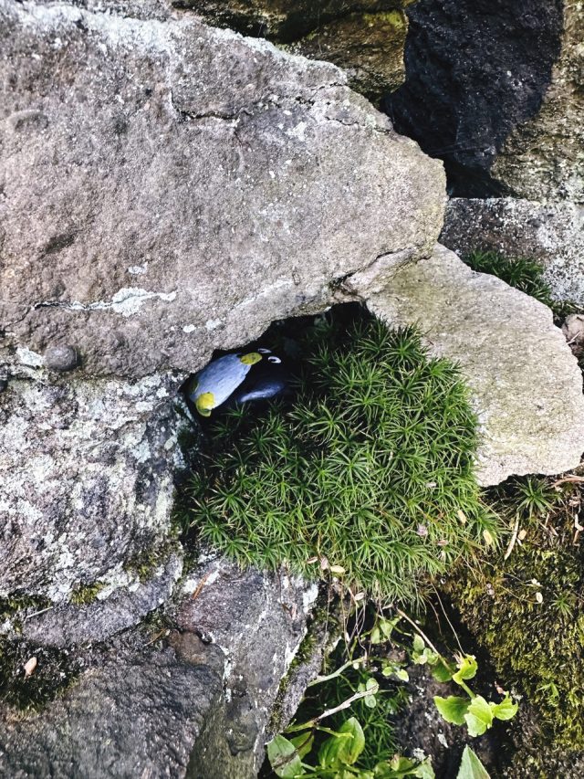Hand-painted penguin stone #12 hidden at Bear Rock, Rakova, Slovakia (photo 5 of 5)