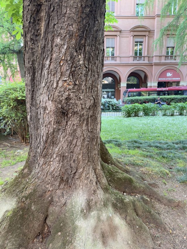 Hand-painted penguin stone #121 hidden at Piazza Cavour, Bologna, Italy (photo 2 of 5)