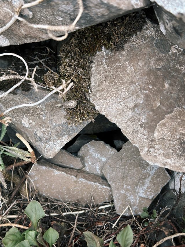 Hand-painted penguin stone #15 hidden at Vereda do Areeiro, Madeira, Portugal (photo 4 of 5)