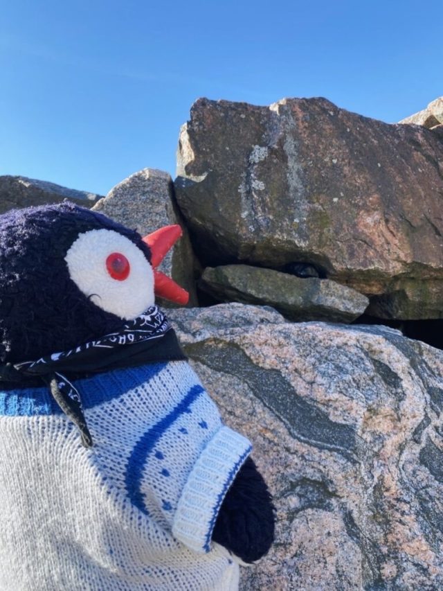 Hand-painted penguin stone #19 hidden at Temppeliaukion Church, Helsinki, Finland (photo 5 of 5)