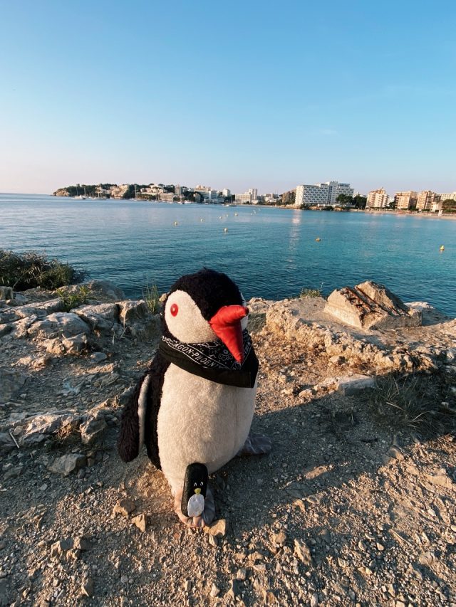Hand-painted penguin stone #20 hidden at Palmanova, Mallorca, Spain (photo 3 of 5)