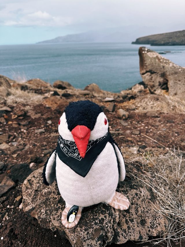 Hand-painted penguin stone #21 hidden at Ponta de Sao Lourenco (PR8), Madeira, Portugal (photo 2 of 5)