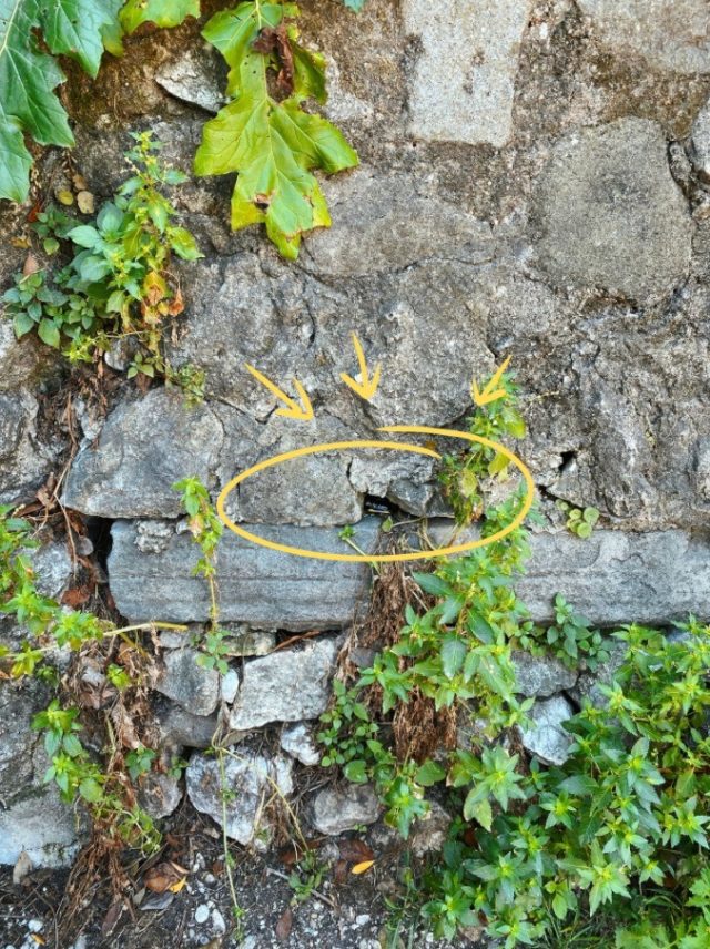 Hand-painted penguin stone #25 hidden at Castle Hill, Nice, France (photo 2 of 5)