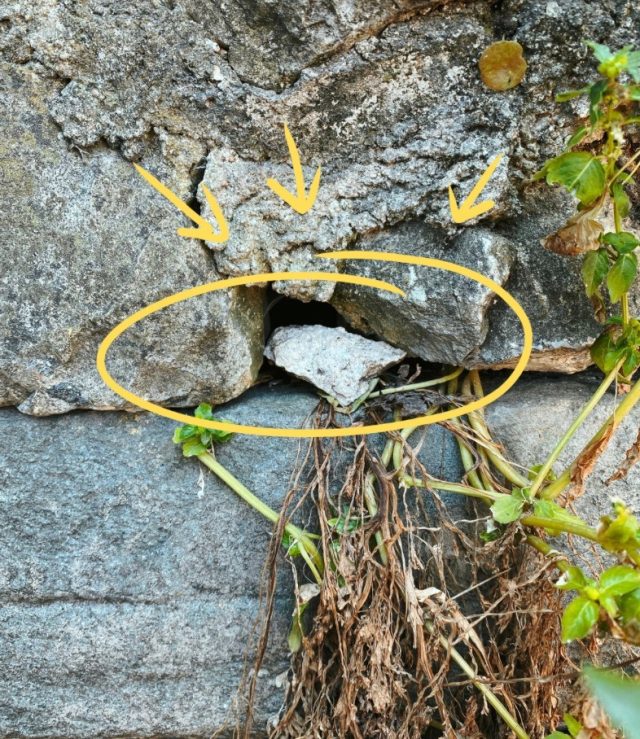 Hand-painted penguin stone #25 hidden at Castle Hill, Nice, France (photo 3 of 5)
