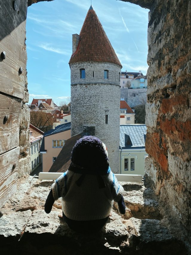 Hand-painted penguin stone #34 hidden at Sauna Tower, Tallinn, Estonia (photo 4 of 5)