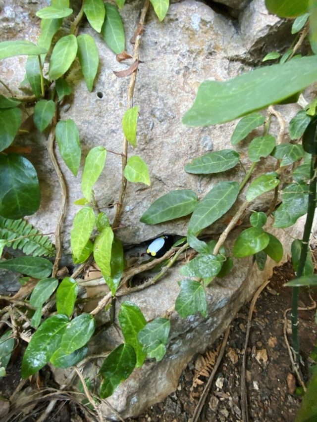 Hand-painted penguin stone #36 hidden at Le Jardin Exotique d'Eze, Eze, France (photo 4 of 5)