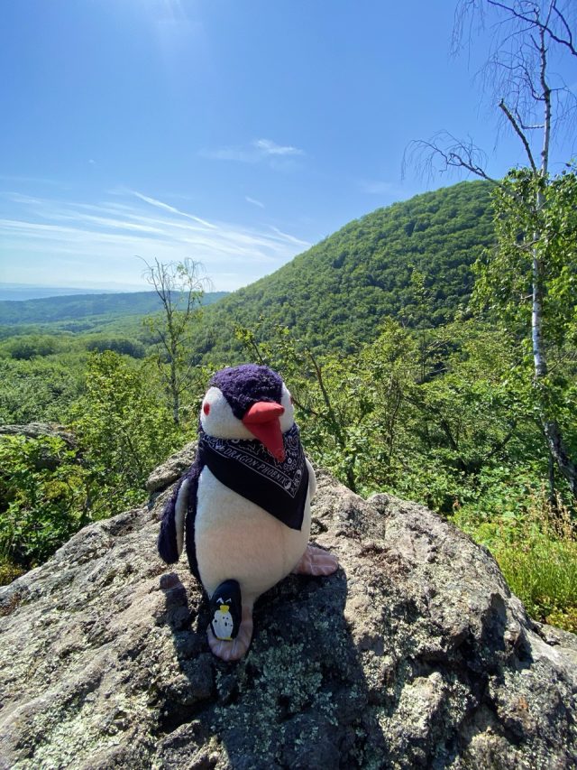 Hand-painted penguin stone #39 hidden at Valley of Giants, Hermanovce nad Toplou, Slovakia (photo 4 of 5)