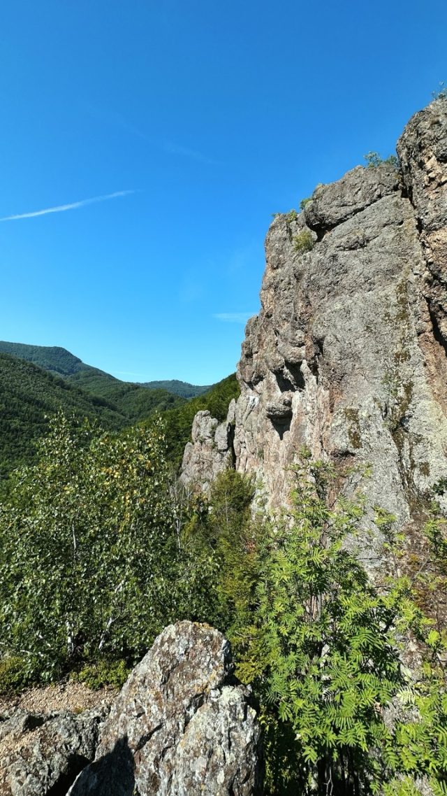 Hand-painted penguin stone #39 hidden at Valley of Giants, Hermanovce nad Toplou, Slovakia (photo 5 of 5)