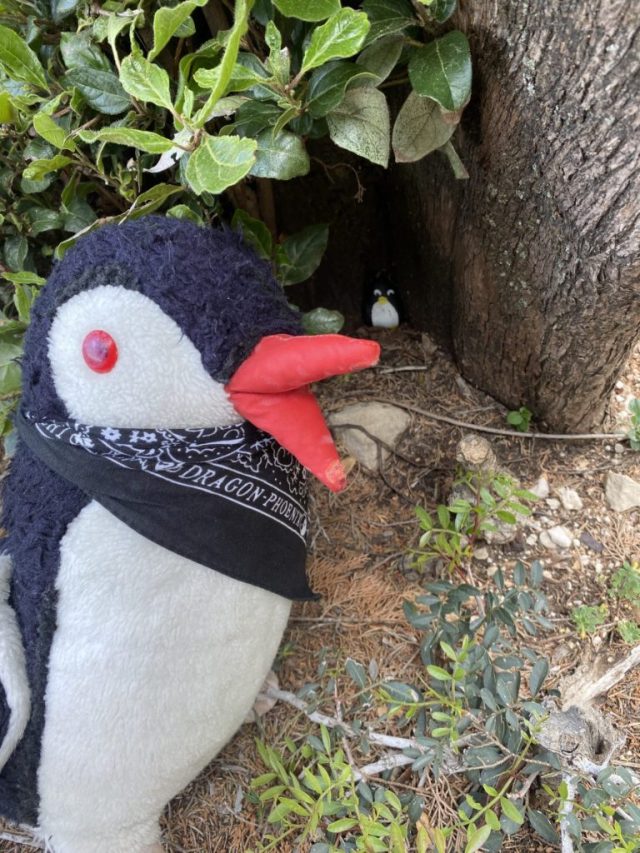 Hand-painted penguin stone #5 hidden at Lokrum Island, Dubrovnik, Croatia (photo 2 of 5)
