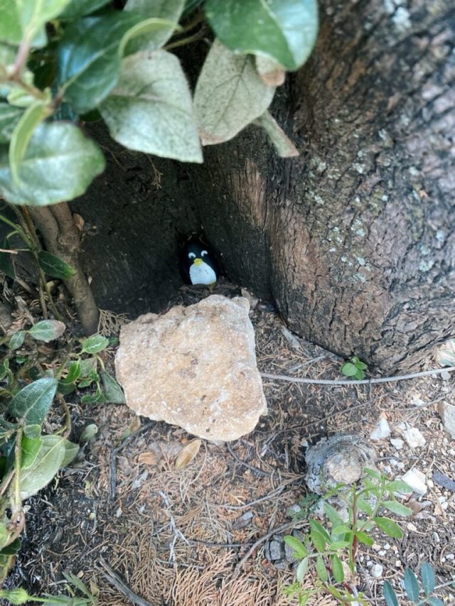 Hand-painted penguin stone #5 hidden at Lokrum Island, Dubrovnik, Croatia (photo 4 of 5)