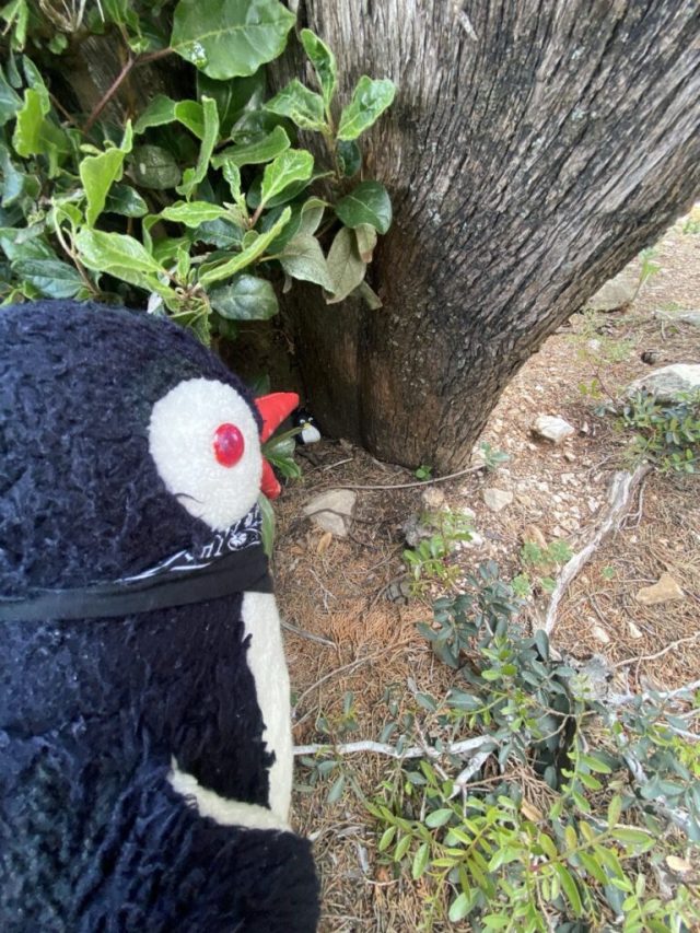 Hand-painted penguin stone #5 hidden at Lokrum Island, Dubrovnik, Croatia (photo 5 of 5)