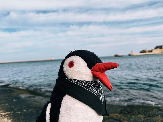 Hand-painted penguin stone #55 hidden at Waterfront, Valletta, Malta (photo 5 of 5)