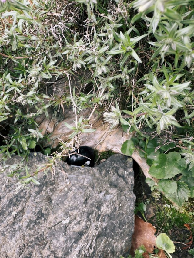Hand-painted penguin stone #61 hidden at Pruhonice Park, Prague, Czechia (photo 4 of 5)