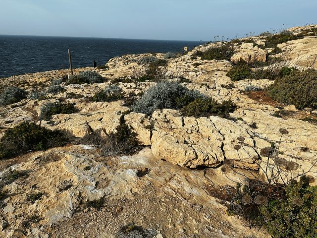 Hand-painted penguin stone #67 hidden at Dwerja Bay, Gozo, Malta (photo 2 of 5)
