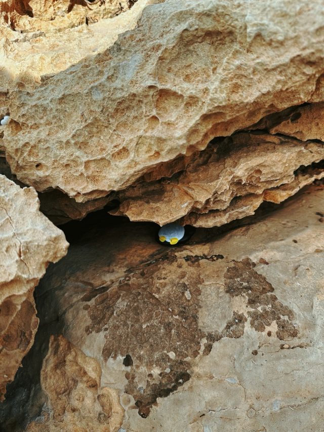 Hand-painted penguin stone #67 hidden at Dwerja Bay, Gozo, Malta (photo 3 of 5)