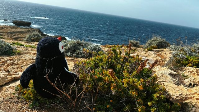 Ručne maľovaný tučniakový kameň č. 67 ukrytý na mieste Dwerja Bay, Gozo, Malta