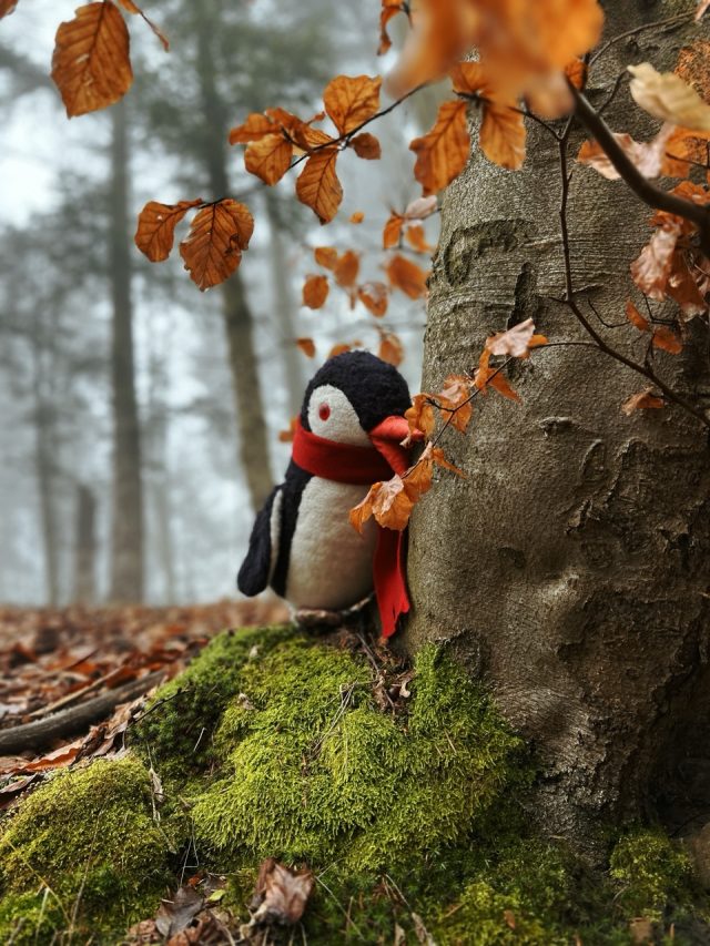 Hand-painted penguin stone #69 hidden at Zobrak, Hervartov, Slovakia (photo 5 of 5)