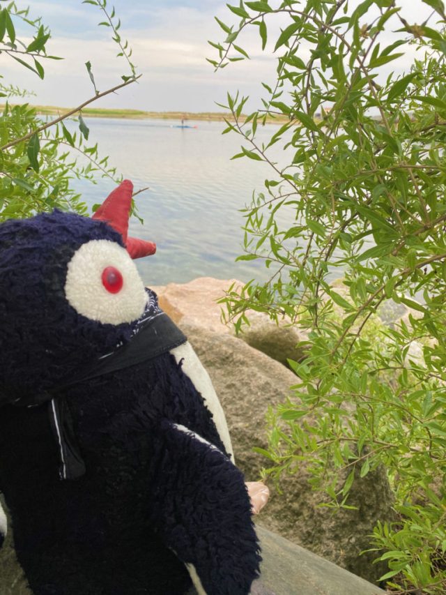 Hand-painted penguin stone #7 hidden at Amager Strandpark, Copenhagen, Denmark (photo 3 of 5)