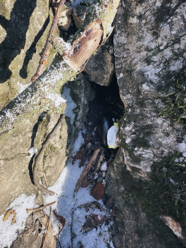 Hand-painted penguin stone #73 hidden at Zaruby, Smolenice, Slovakia (photo 4 of 5)
