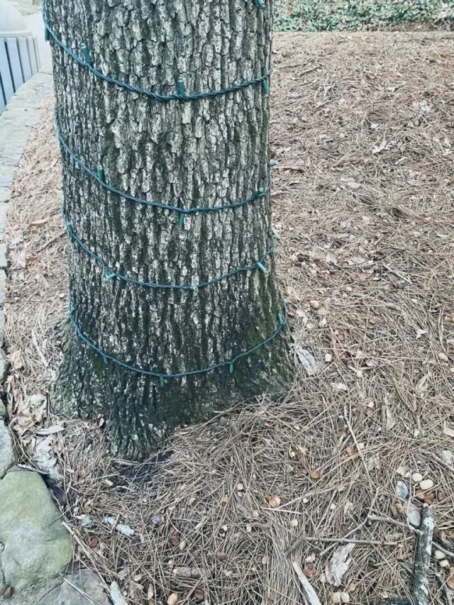 Hand-painted penguin stone #76 hidden at Ravinia Gardens, Atlanta, United States (photo 2 of 3)