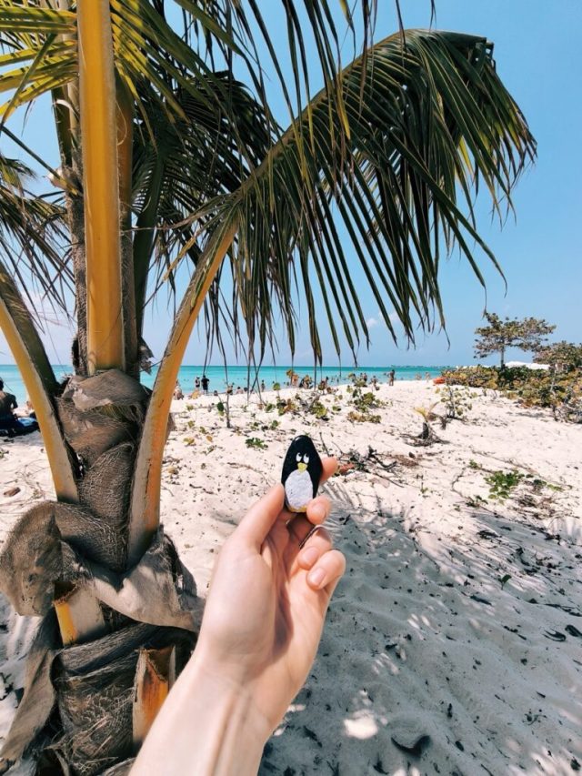 Hand-painted penguin stone #78 hidden at Grand Cayman, Cayman Islands, Cayman Islands (photo 3 of 5)